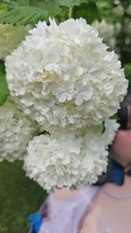 Post 8 by _annie_chan_211 on TikTok (video)