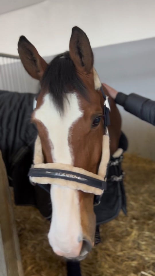 Post 10 by Holsteiner Verband on TikTok (video)