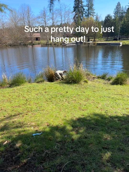 Post 4 by Fly-N-Bee Farms on TikTok (video)
