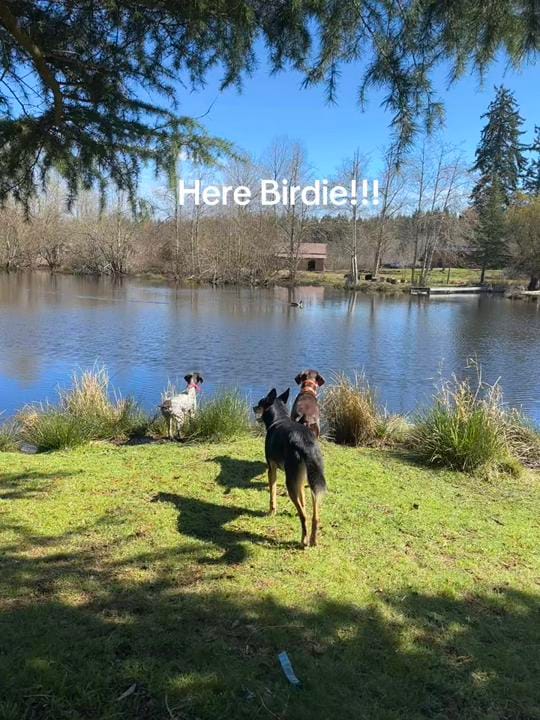 Post 3 by Fly-N-Bee Farms on TikTok (video)
