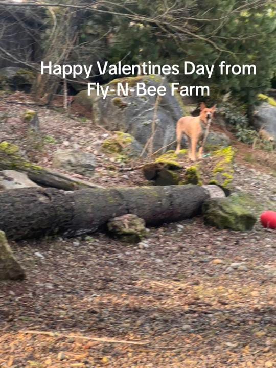 Post 10 by Fly-N-Bee Farms on TikTok (video)