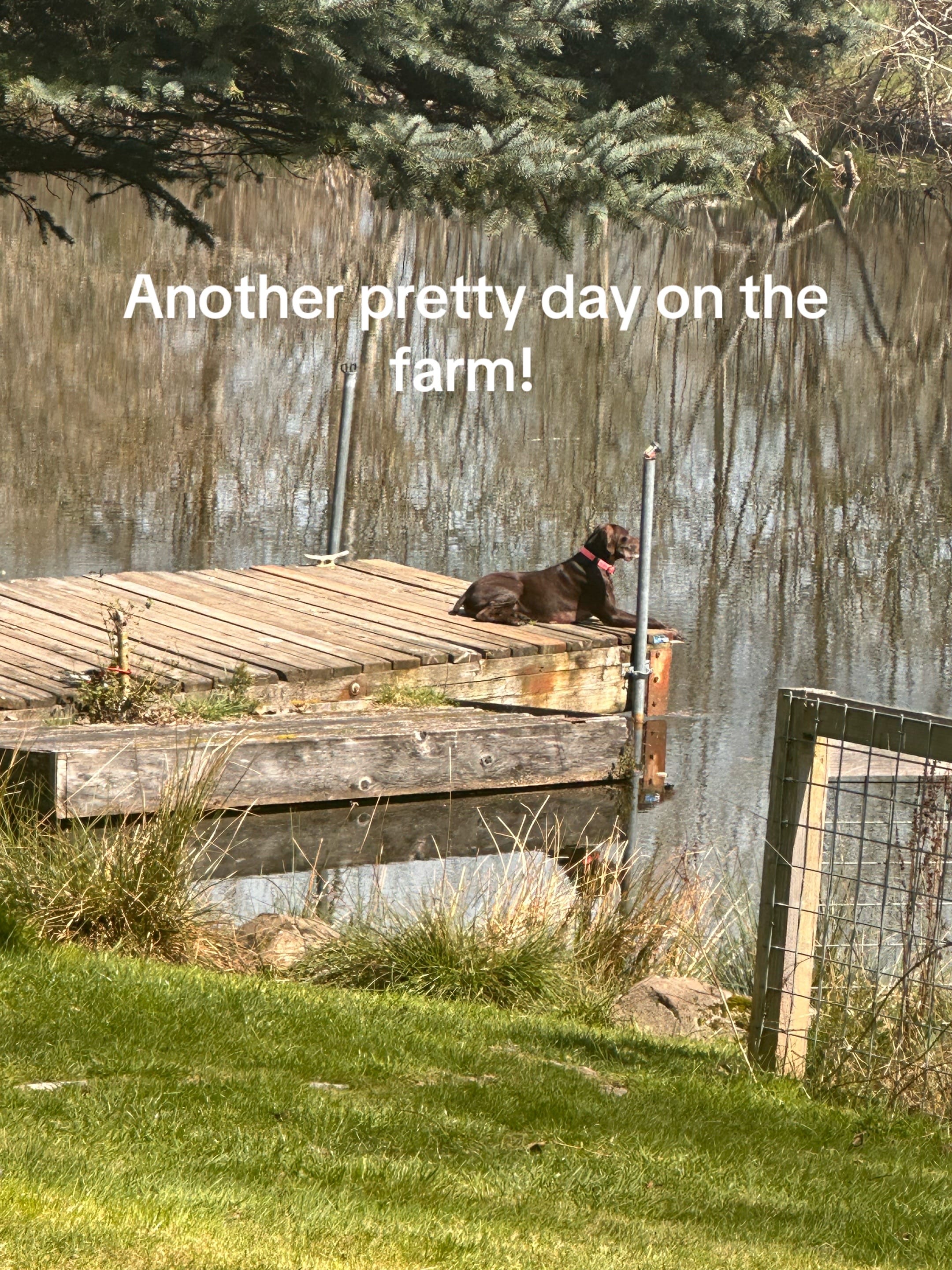 Post 2 by Fly-N-Bee Farms on TikTok (video)