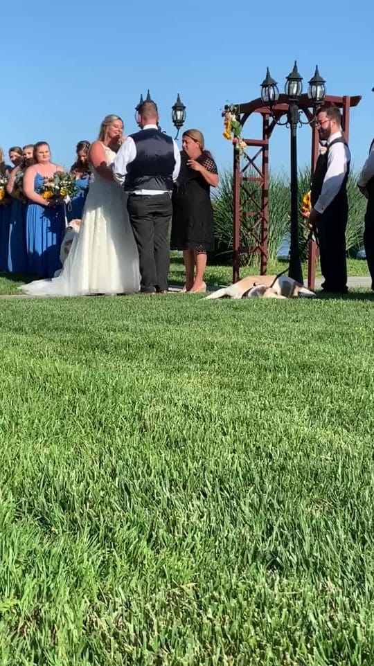Post 8 by Furever & Fur Always on TikTok (video)