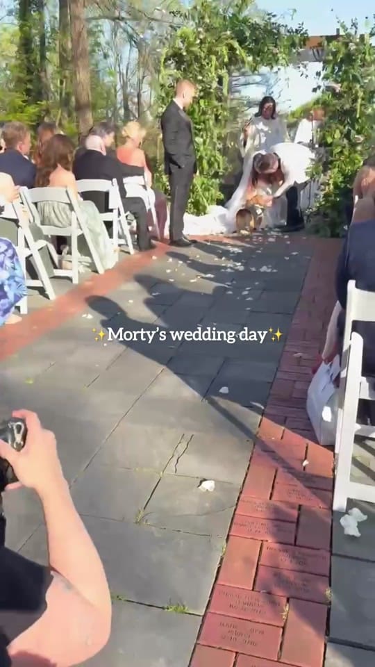 Post 4 by Furever & Fur Always on TikTok (video)