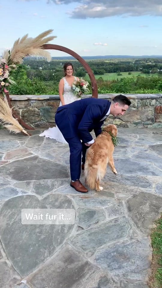 Post 10 by Furever & Fur Always on TikTok (video)