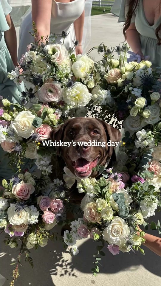 Post 6 by Furever & Fur Always on TikTok (video)
