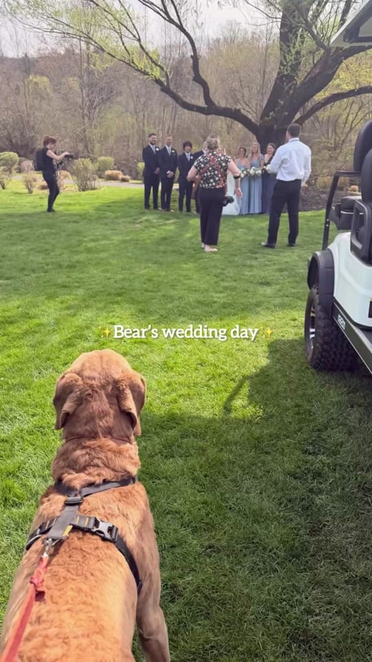 Post 3 by Furever & Fur Always on TikTok (video)