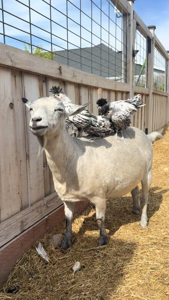 Post 6 by PeppergrassRanch on TikTok (video)