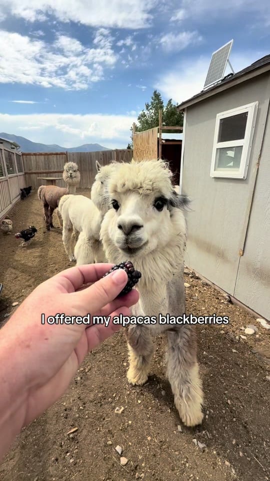 Post 9 by PeppergrassRanch on TikTok (video)