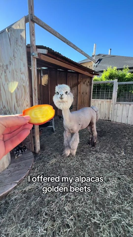 Post 3 by PeppergrassRanch on TikTok (video)