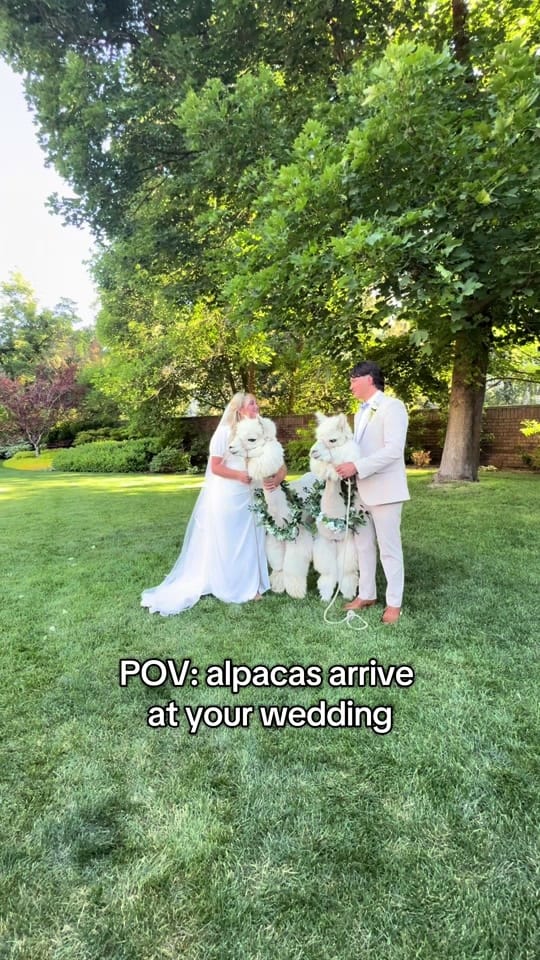 Post 2 by PeppergrassRanch on TikTok (video)