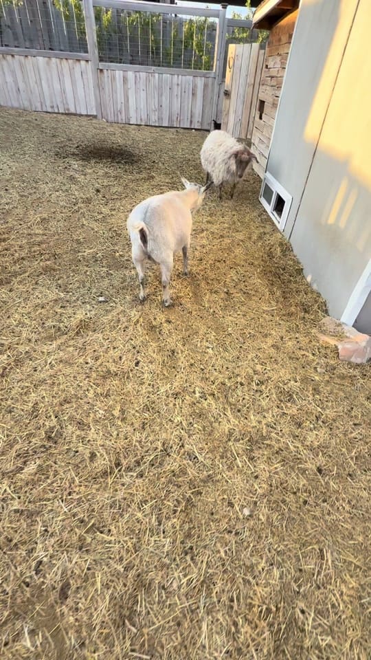 Post 1 by PeppergrassRanch on TikTok (video)