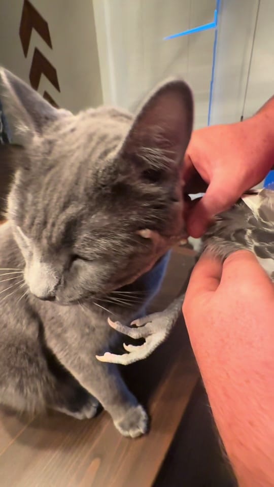 Post 5 by PeppergrassRanch on TikTok (video)