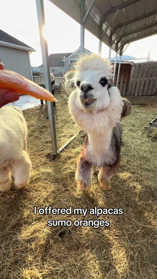 Post 8 by PeppergrassRanch on TikTok (video)