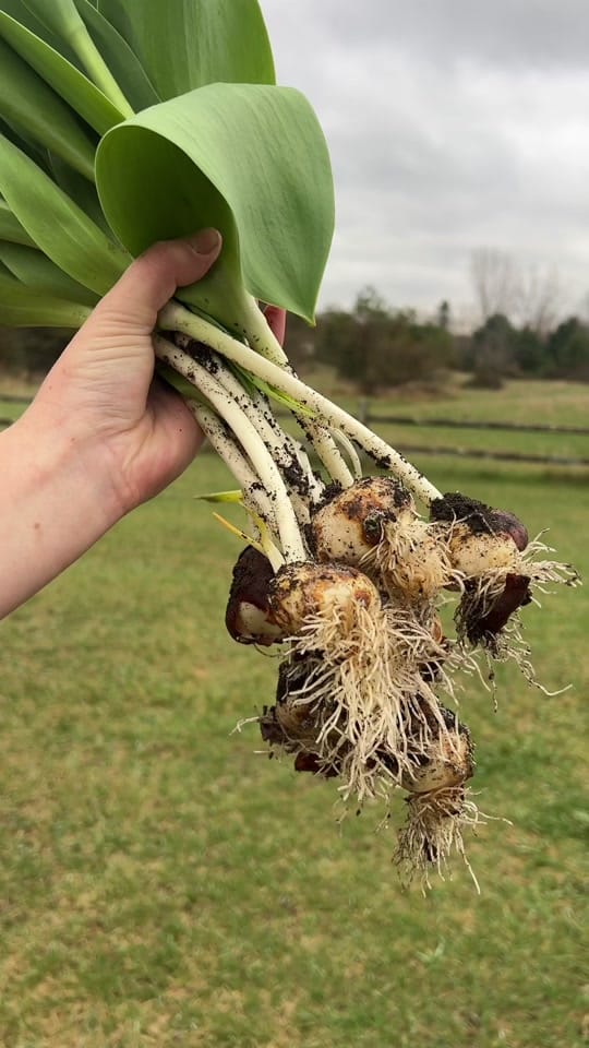 Post 3 by Flowers on Faussett on TikTok (video)