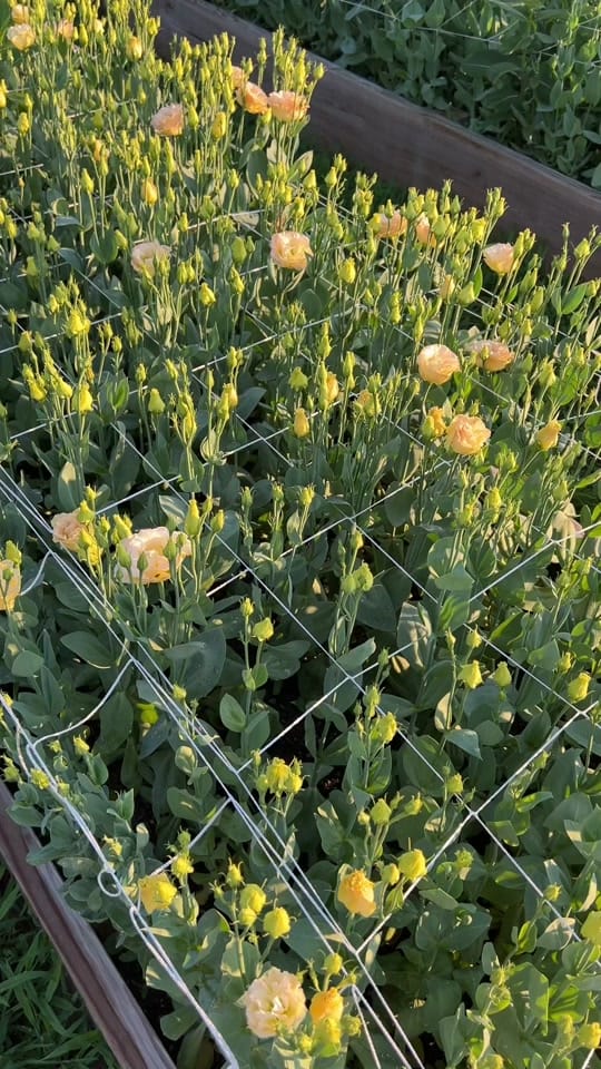 Post 6 by Flowers on Faussett on TikTok (video)