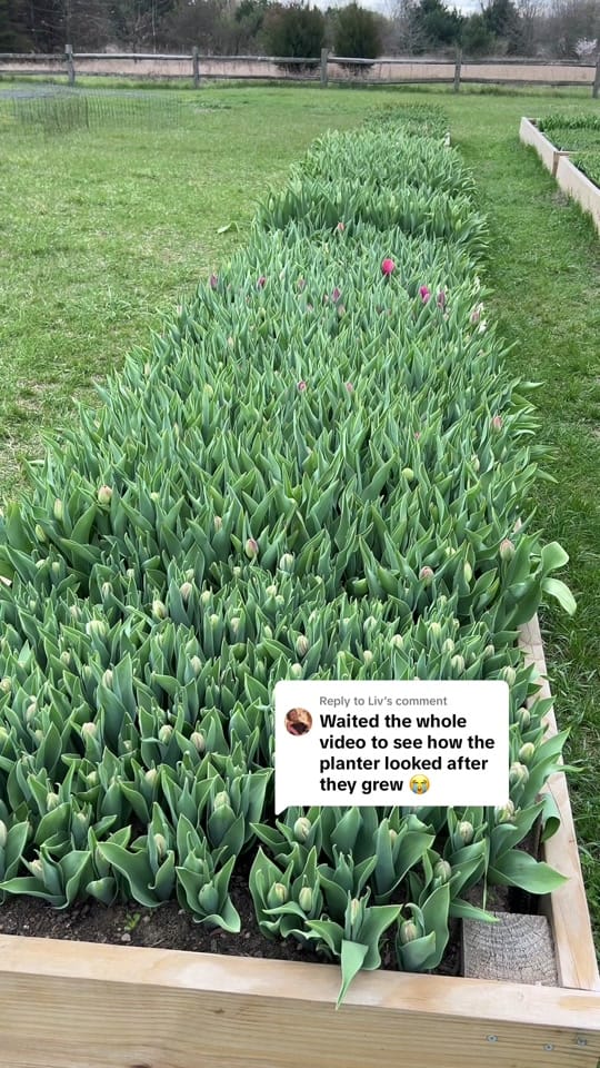 Post 5 by Flowers on Faussett on TikTok (video)