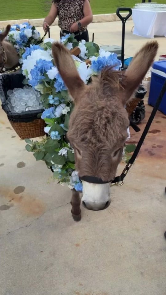 Post 7 by Texas Wedding Venue on TikTok (video)