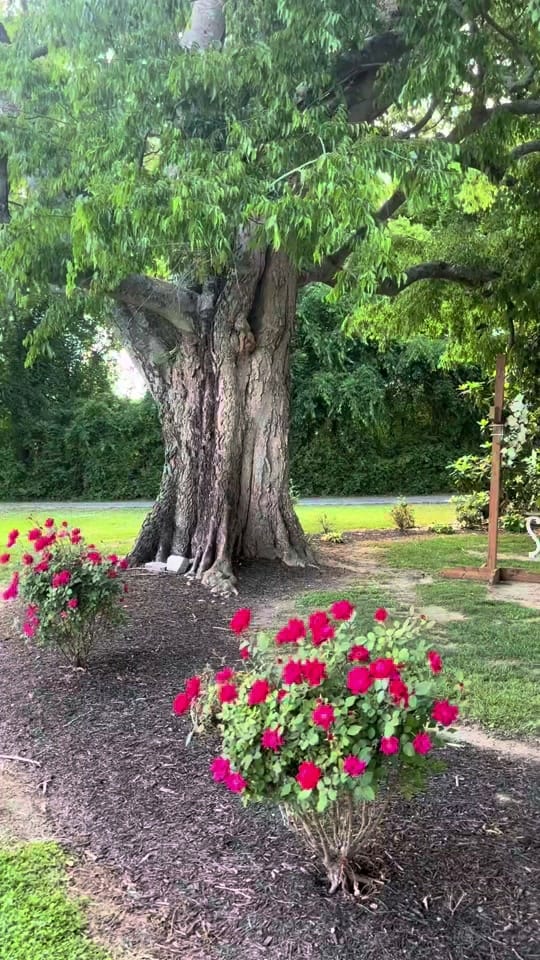 Post 5 by waverlyestateevents on TikTok (video)