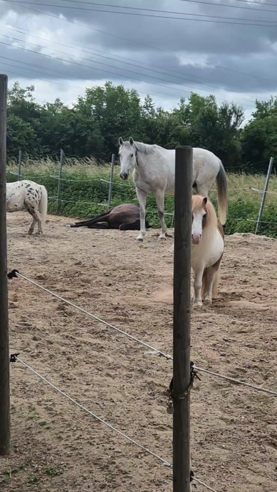 Post 4 by Diana truckerlady on TikTok (video)