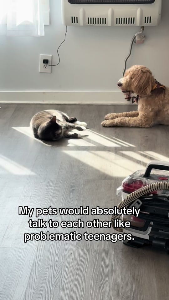 Post 9 by mainelifetok on TikTok (video)