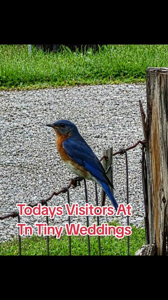 Post 7 by Tennessee Tiny Weddings on TikTok (video)
