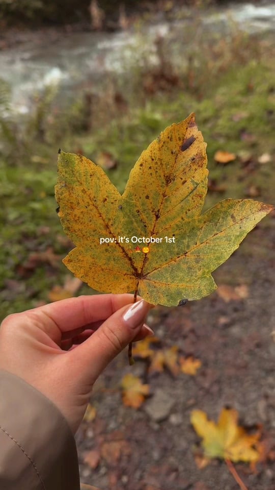 Post 2 by Cynthia 🧚🌿☕️ on TikTok (video)