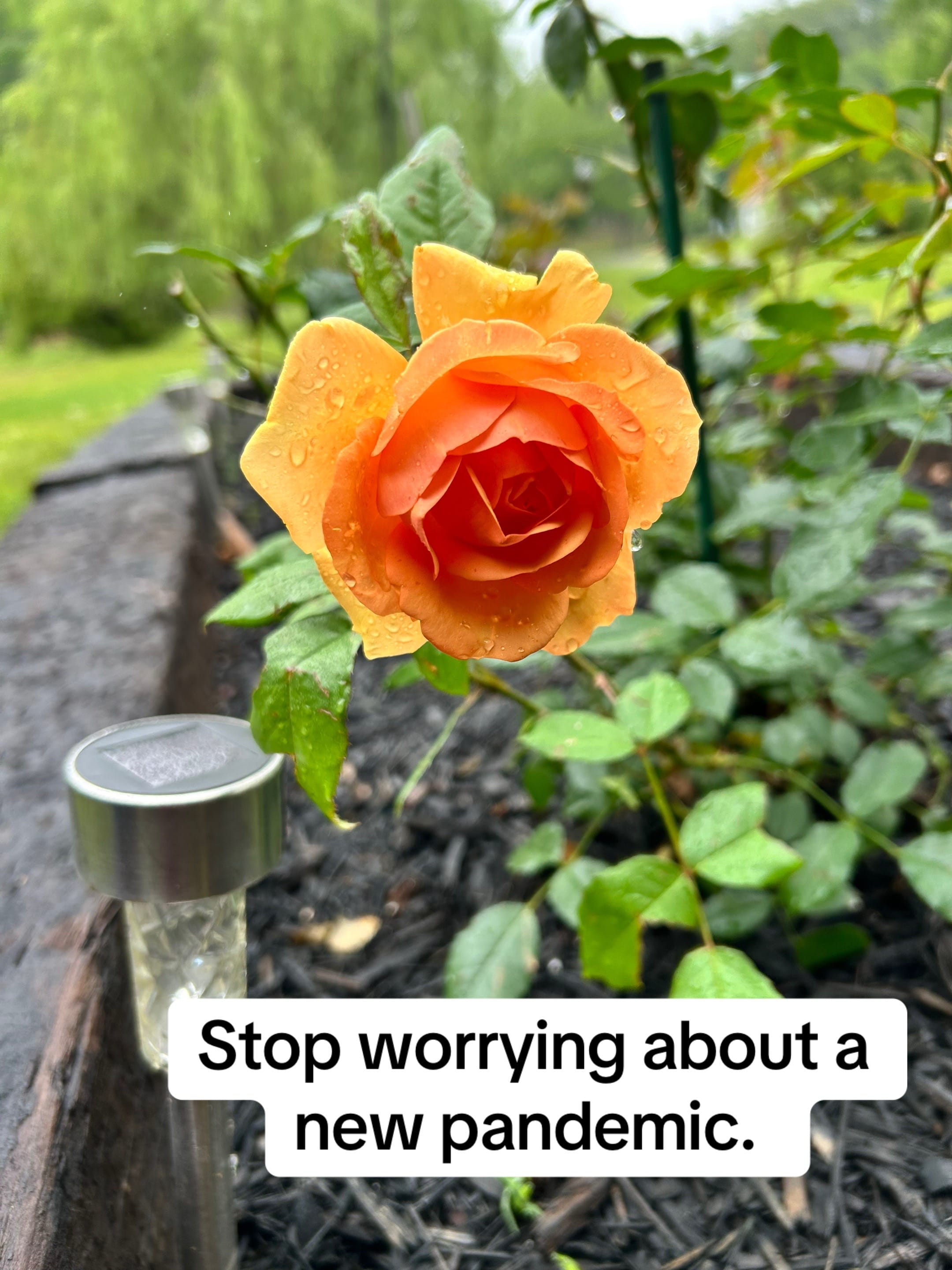Post 1 by 🌹Gators_Angel🌹 on TikTok (video)