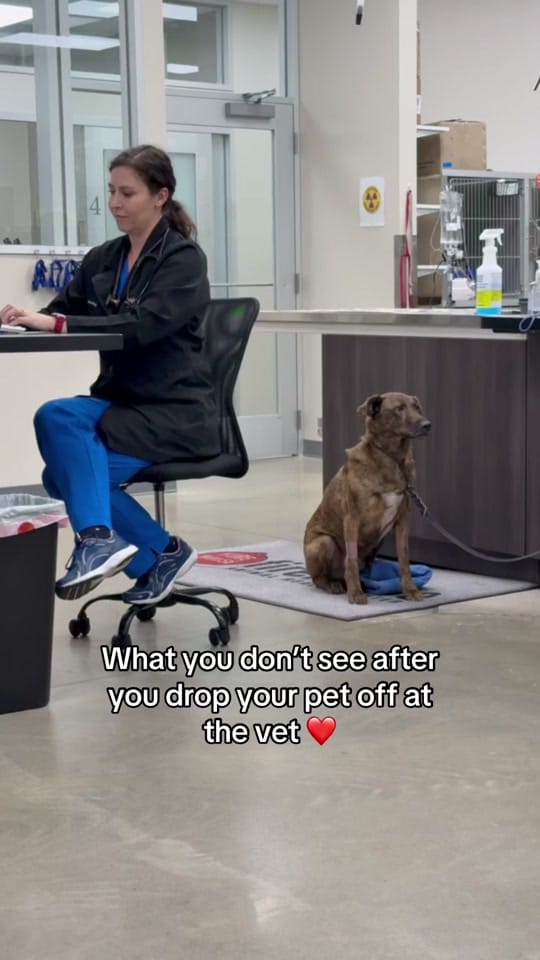 Post 9 by Firehouse Animal Health Center on TikTok (video)