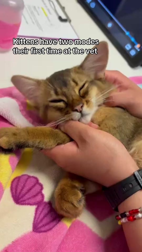 Post 1 by Firehouse Animal Health Center on TikTok (video)