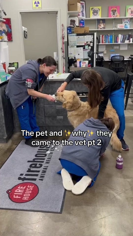 Post 8 by Firehouse Animal Health Center on TikTok (video)