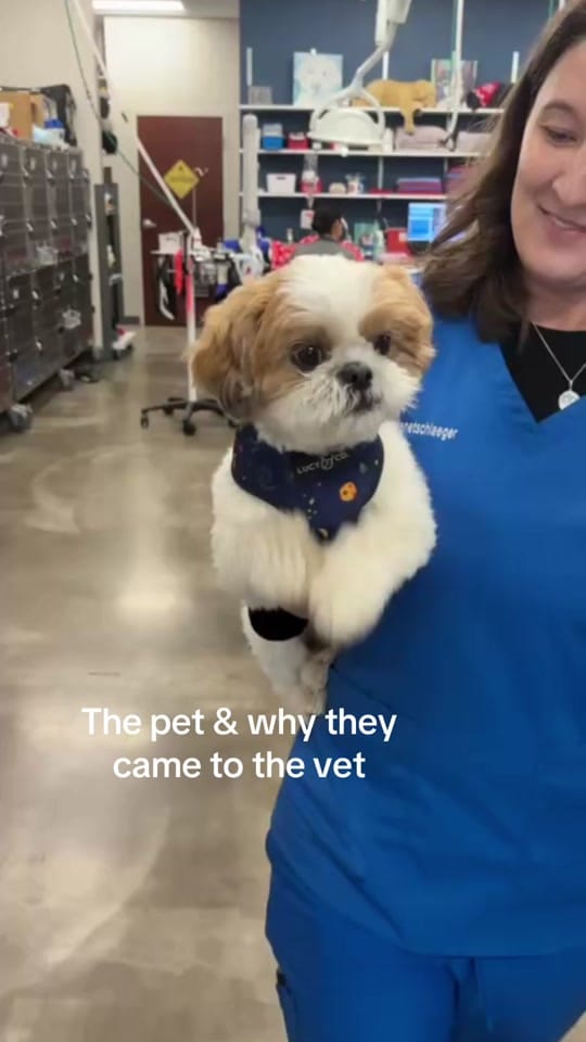 Post 7 by Firehouse Animal Health Center on TikTok (video)