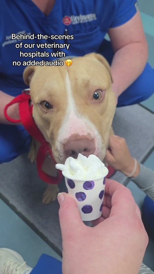Post 3 by Firehouse Animal Health Center on TikTok (video)