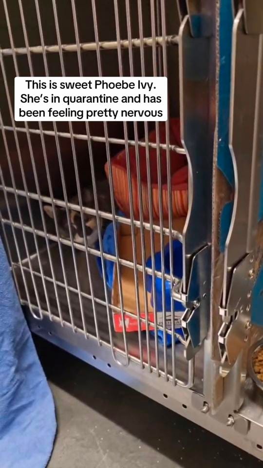 Post 4 by Firehouse Animal Health Center on TikTok (video)