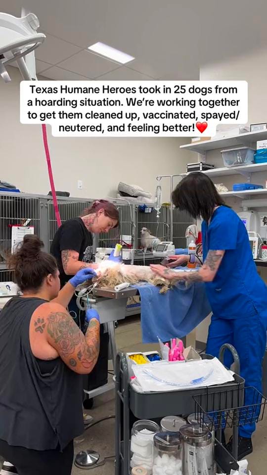 Post 5 by Firehouse Animal Health Center on TikTok (video)