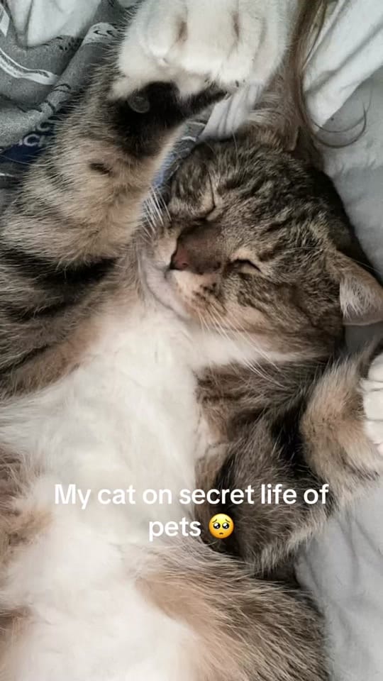 Post 6 by ckmigfhyu on TikTok (video)
