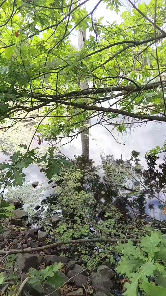 Post 3 by Violamyli on TikTok (video)