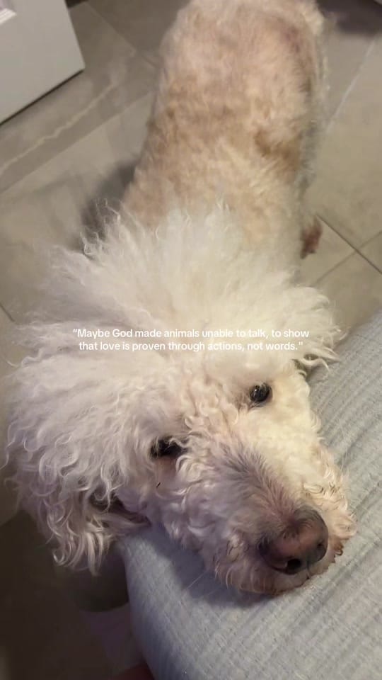 Post 1 by Karina on TikTok (video)