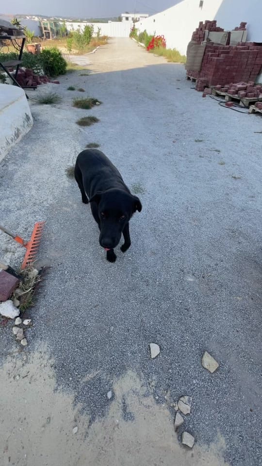 Post 1 by 🇩🇪mencharhills🇹🇳 on TikTok (video)