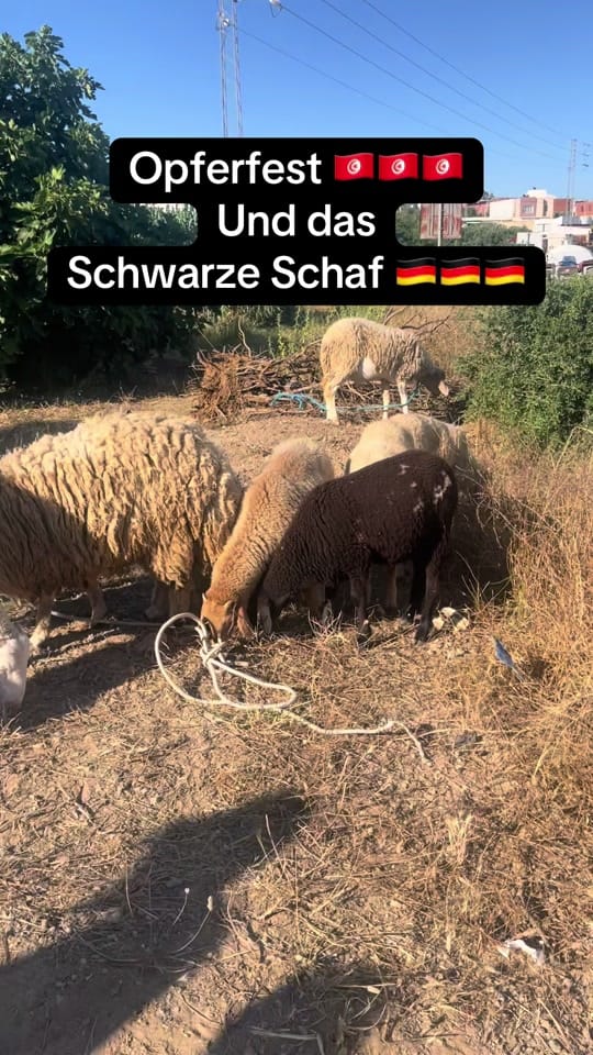 Post 7 by 🇩🇪mencharhills🇹🇳 on TikTok (video)