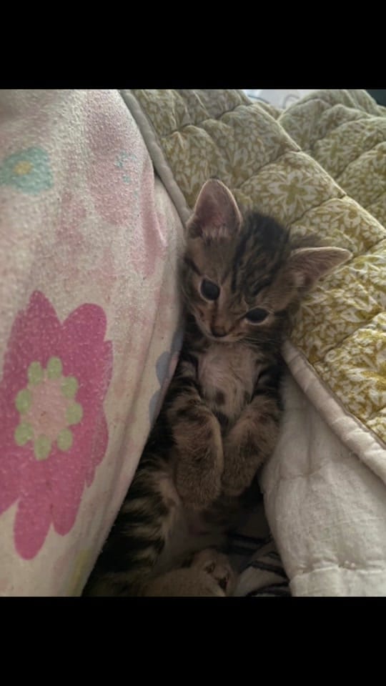 Post 5 by miamimom on TikTok (video)