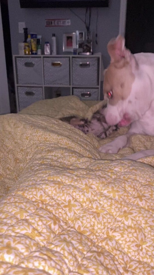 Post 7 by miamimom on TikTok (video)