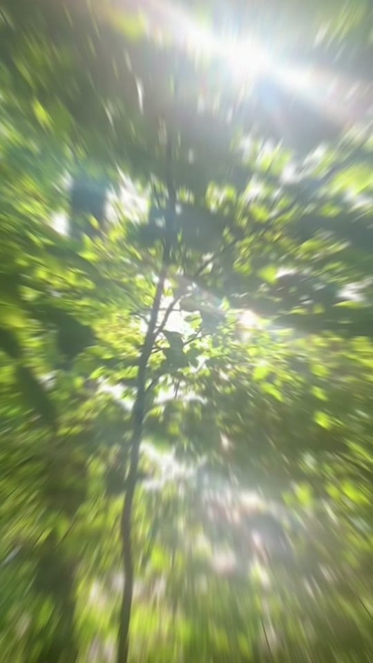 Post 1 by StephBracelin on TikTok (video)