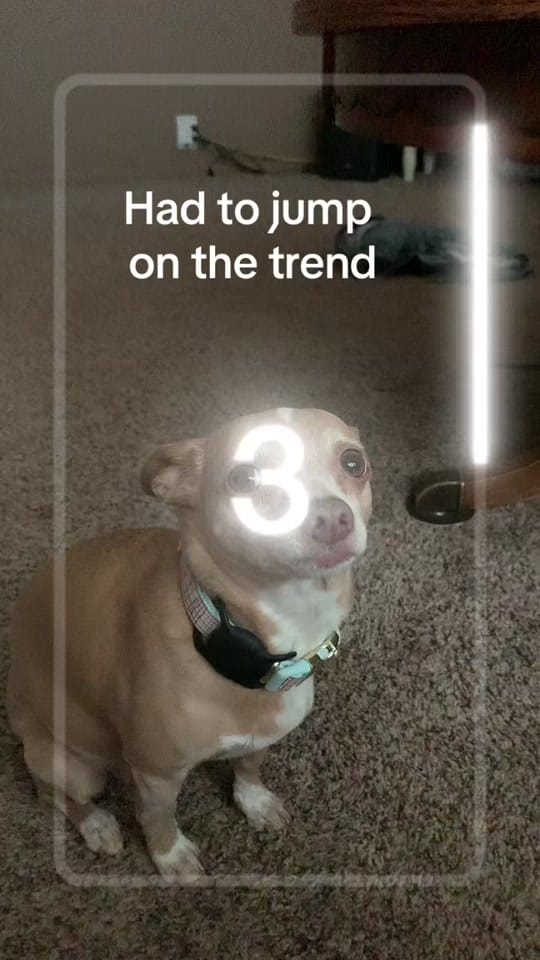 Post 10 by StephBracelin on TikTok (video)