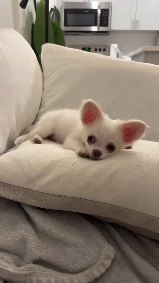 Post 5 by Emily Anne Jones on TikTok (video)