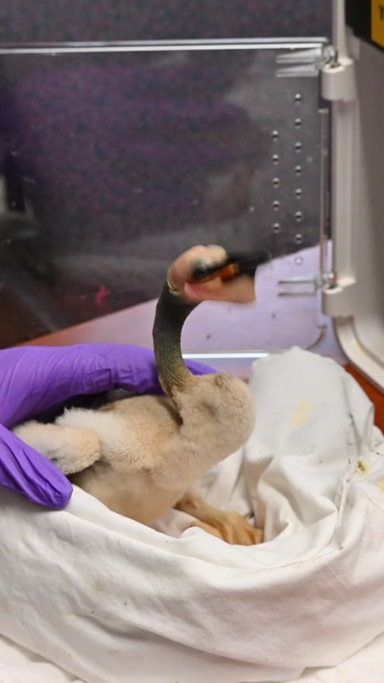 Post 4 by South Florida Wildlife Center on TikTok (video)