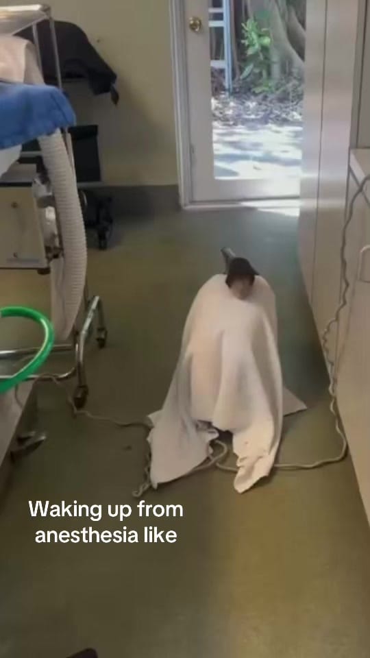 Post 7 by South Florida Wildlife Center on TikTok (video)