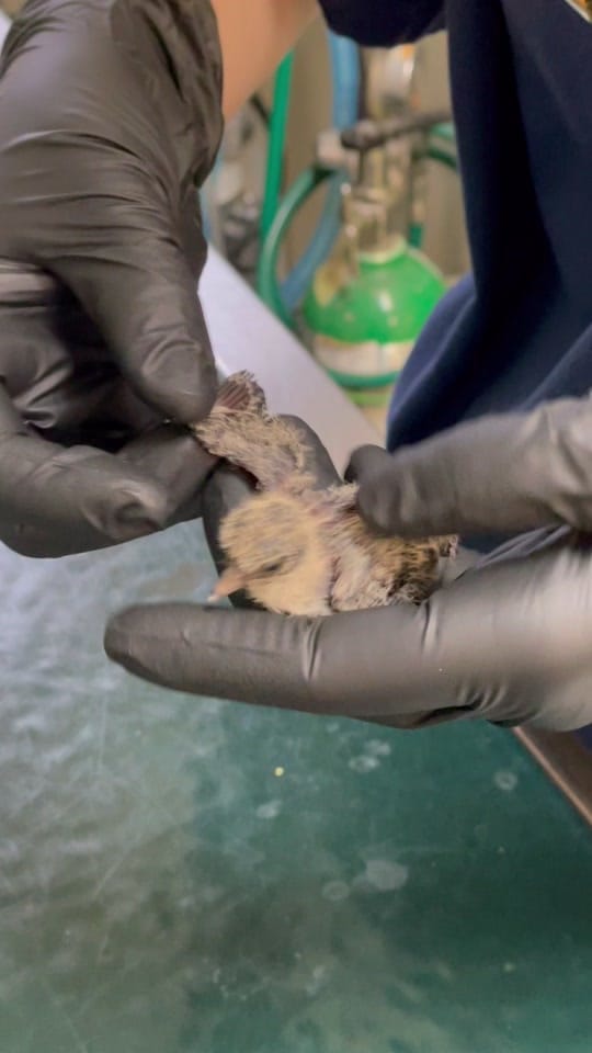 Post 6 by South Florida Wildlife Center on TikTok (video)