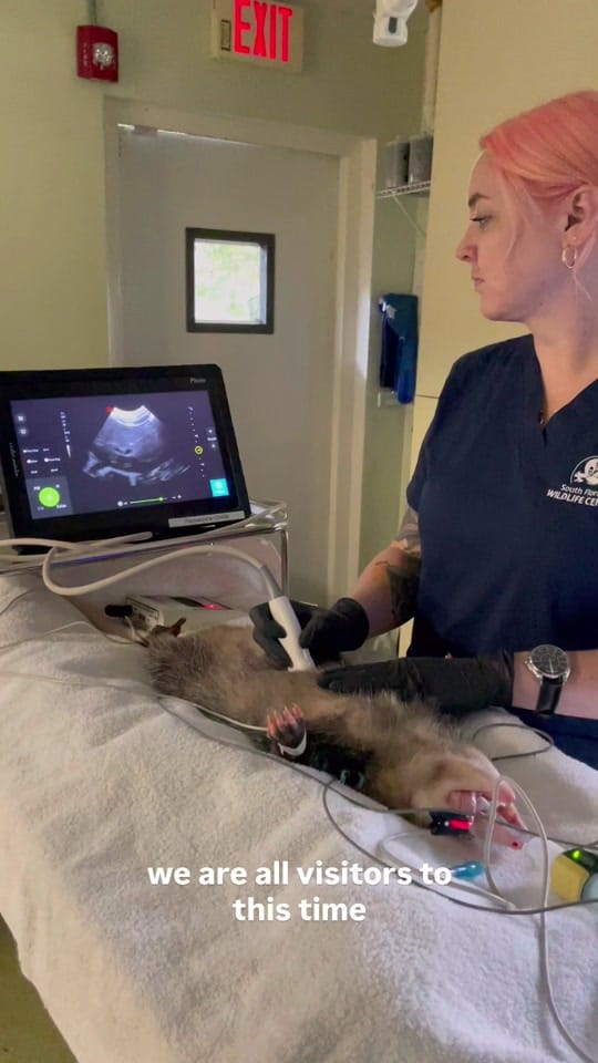Post 3 by South Florida Wildlife Center on TikTok (video)