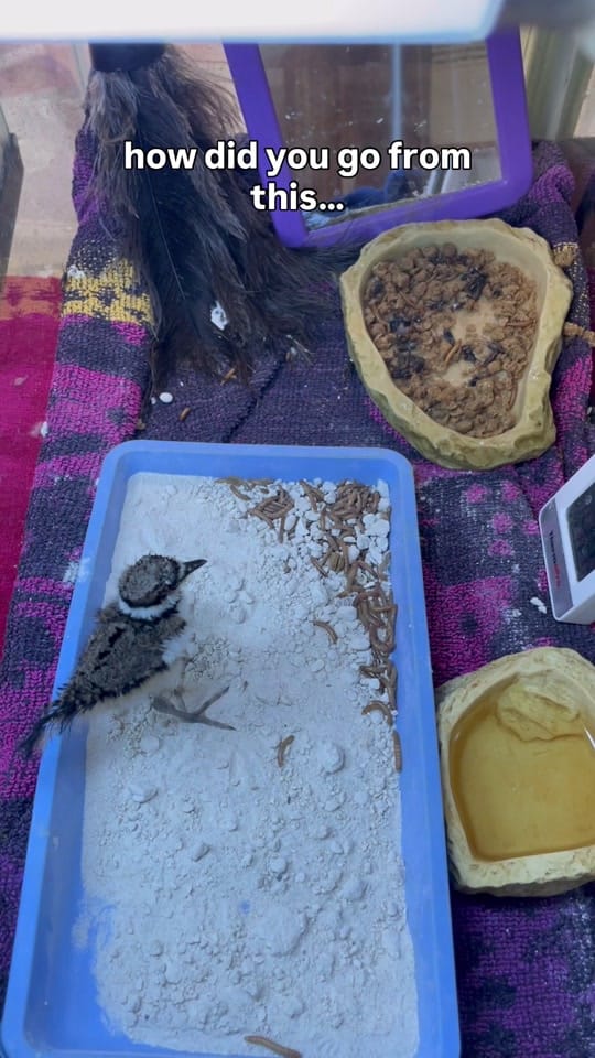 Post 2 by South Florida Wildlife Center on TikTok (video)